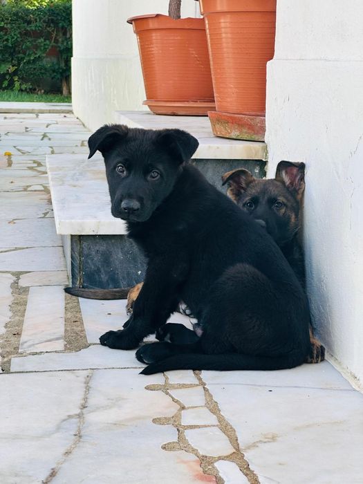 Cachorro macho pastor alemão 3 meses