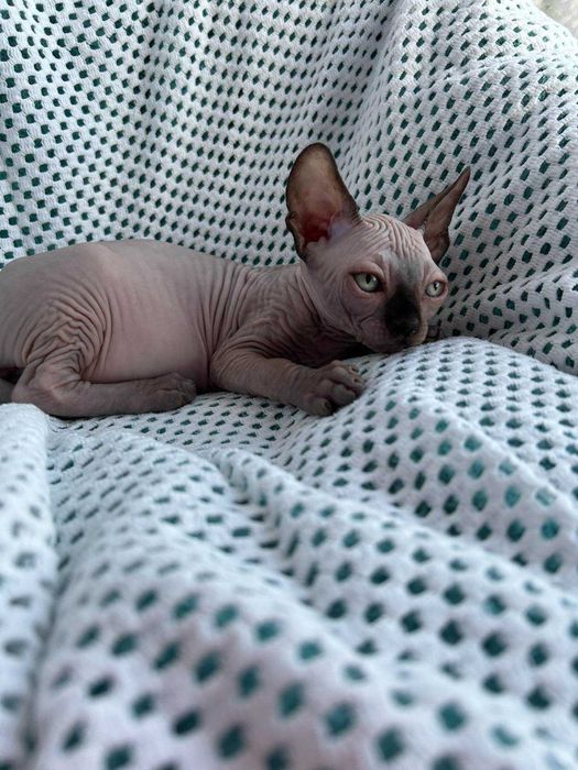 Харлі та Хілтон Дорослі хлопчики породи Канадський сфінкс