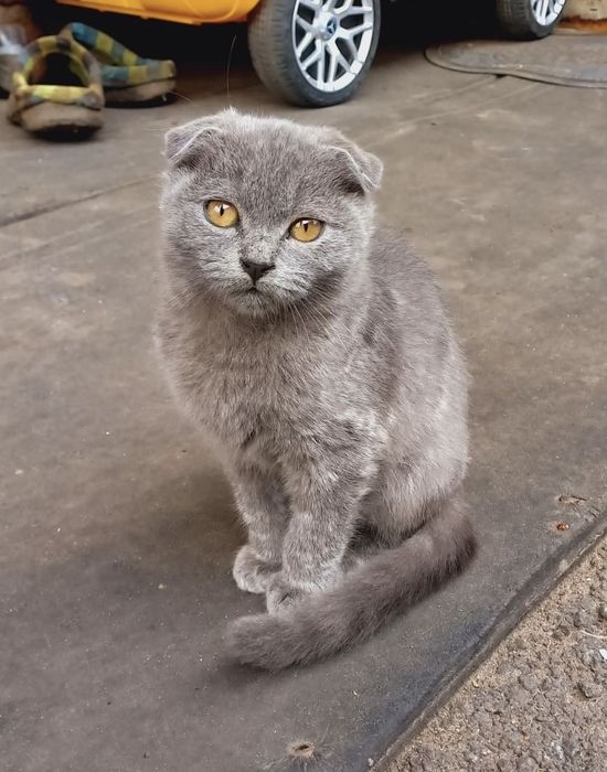 Котенок девочка шотландская вислоухая серая голубая пепельная