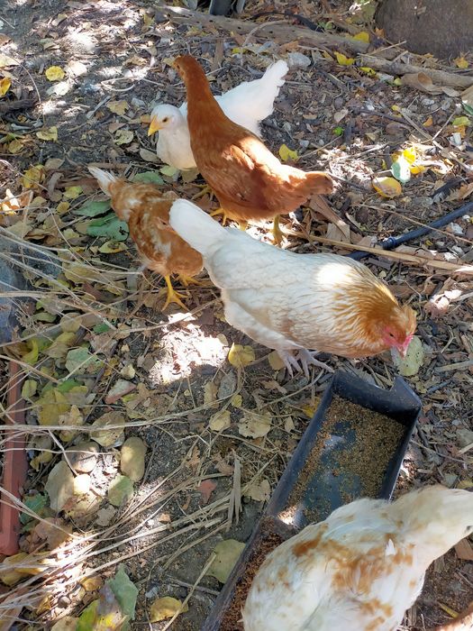 Vendo pintos alimentados com alimentação biológica