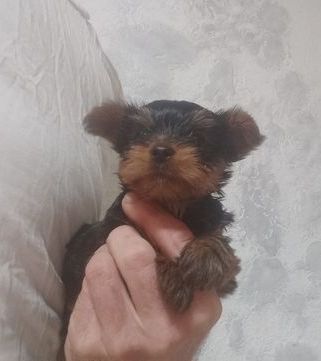 Йоркширські тер'єри міні цуценята по 2 міс. По Україні