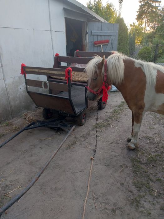 Bryczka konna do kucyka