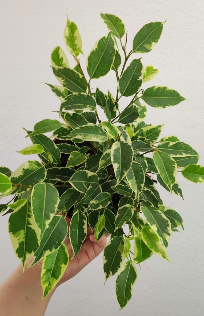 Fikus Ficus Benjamin Kinky 20-25cm