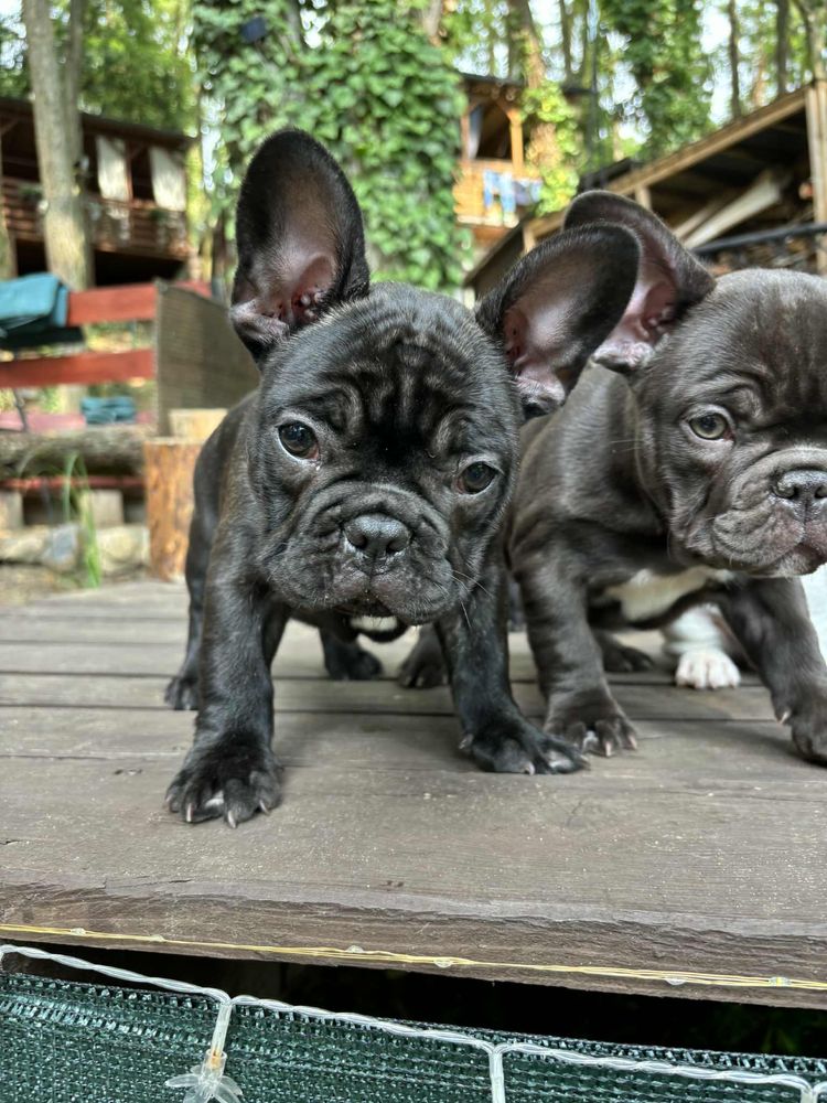Buldog Francuski