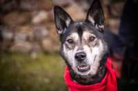 Cudowna HELA w typie husky czeka na kochający dom!