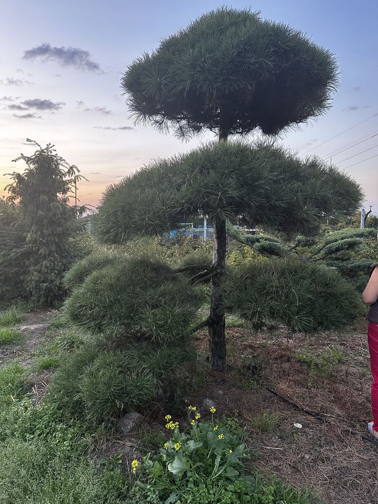 Bonsai-Niwaki Sosna Cis Jałowiec.  Cyprys szmaragd katalpa klon jodła.