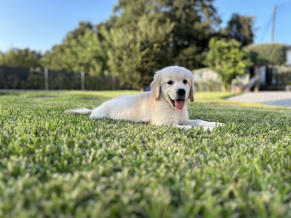 Golden Retriever macho