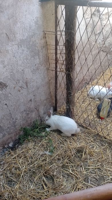 Sprzedam samca polecam