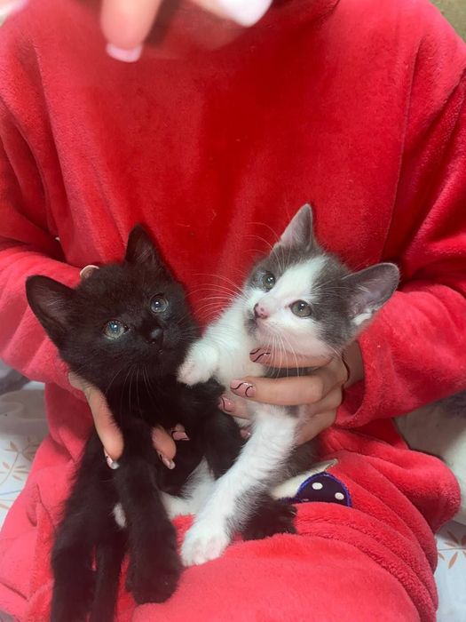 Віддаю безкоштовно котенят