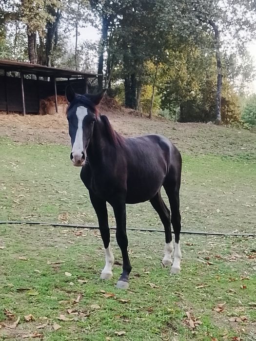 Poldro Lusitano Preto
