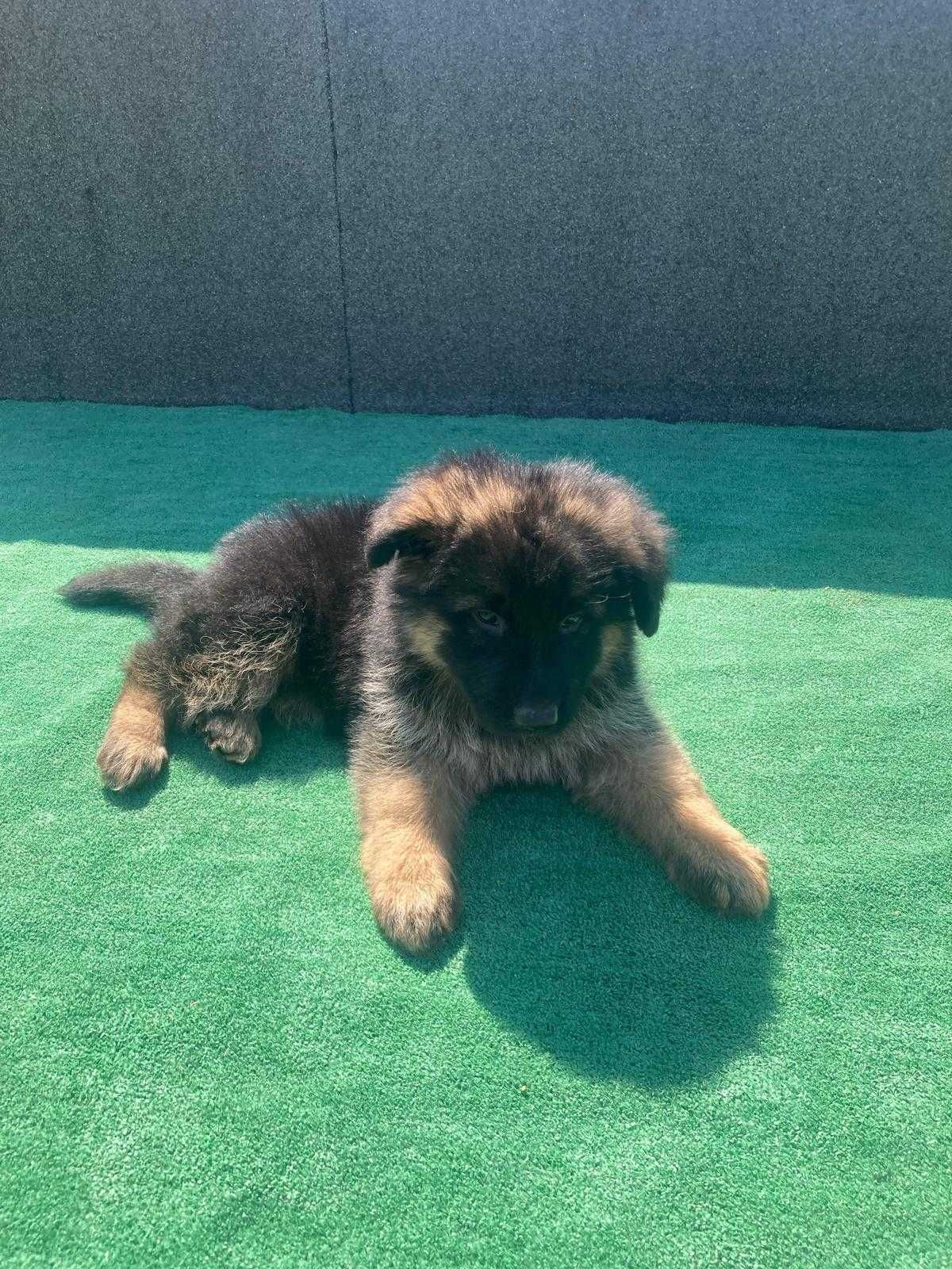 Cachorro pastor alemão super qualidade