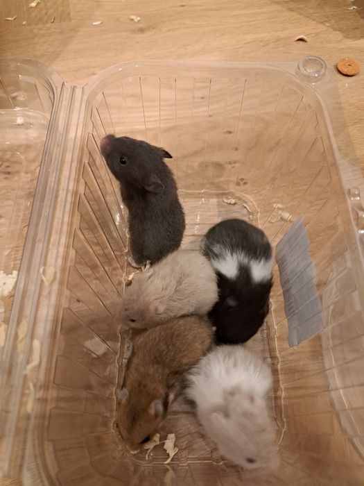 Chomiki dżungarskie oddam