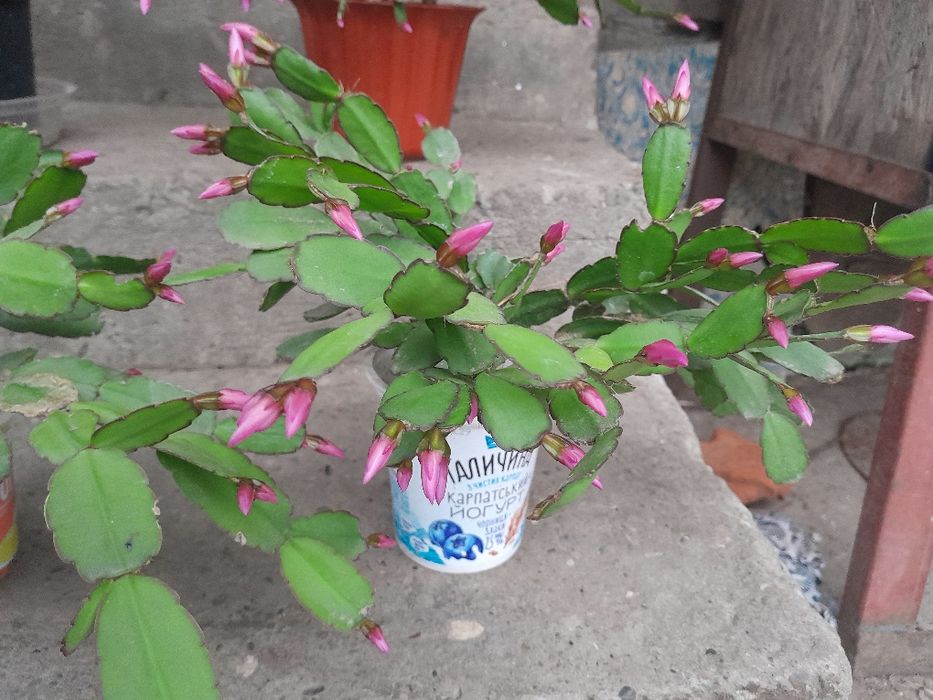 Різдвяник, пасхальник