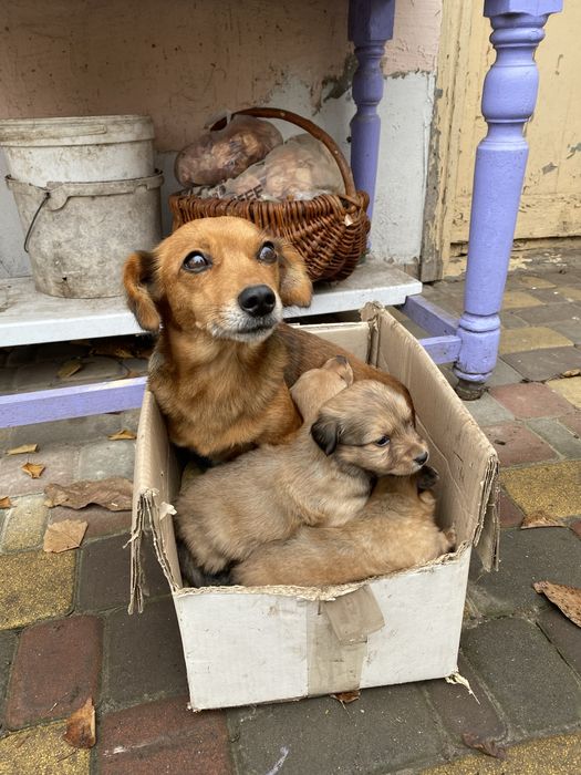 Продам цуценя породи Двортерєр
