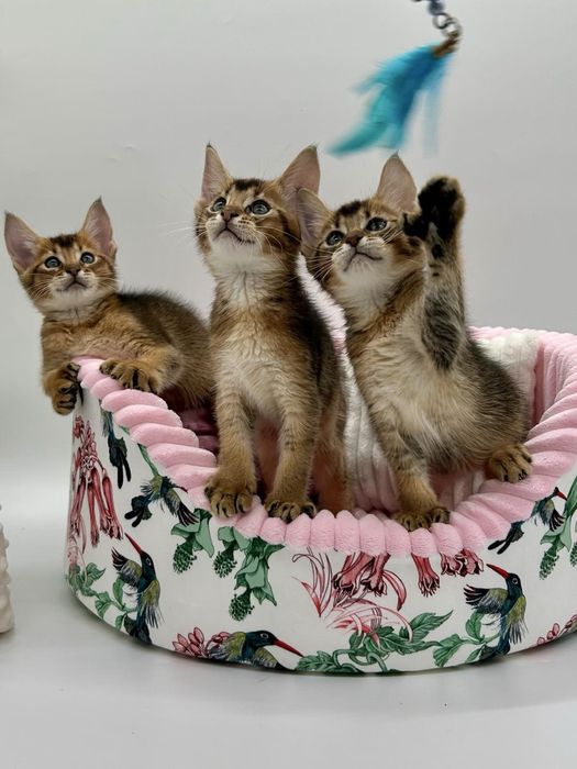 Абиссинцы девочки и мальчики)))