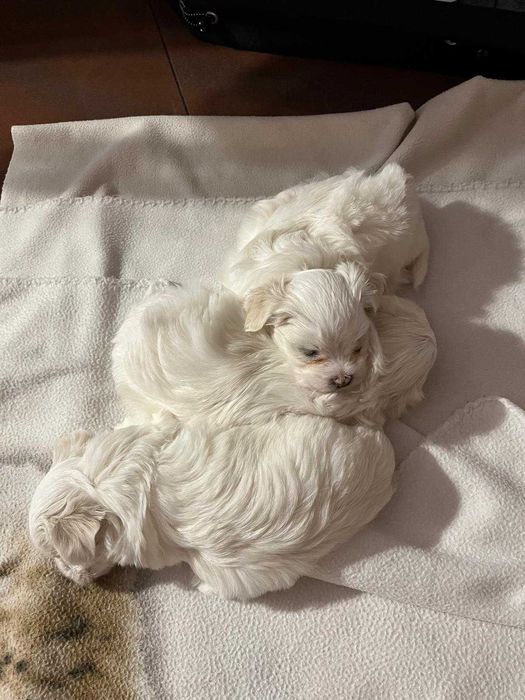 Maltańczyk trzy slodkie pieski z rodowodem