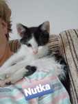 Nutka 12 tygodni.szuka kochającego domku