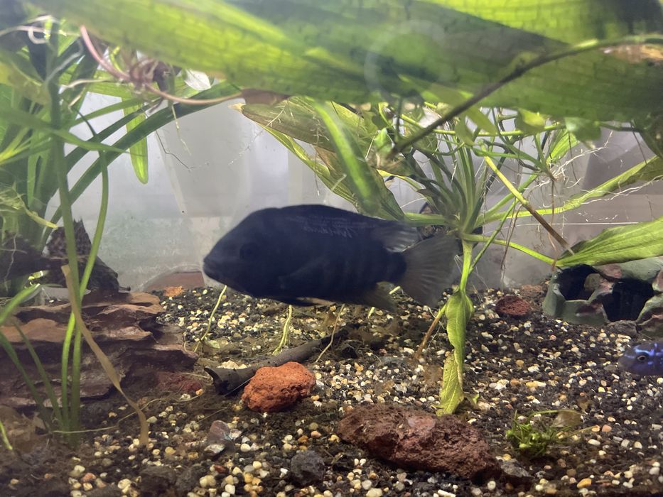 akwarium 120l z rybkami i akcesoriami