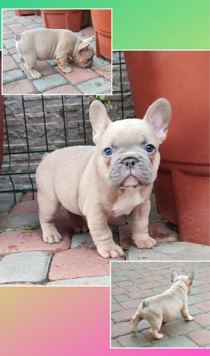 Крутой голубопалевый мини французик