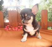 Chihuahua cachorro com qualidade