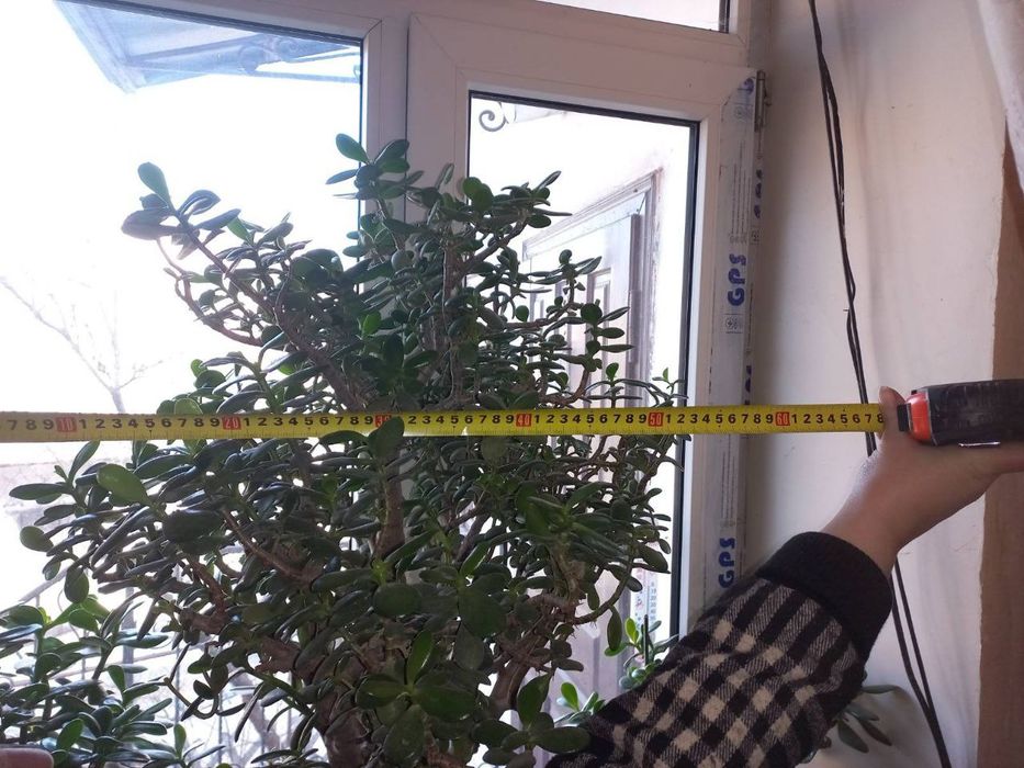 Вазон Товстянка, Грошове дерево, 110 см, 15 років