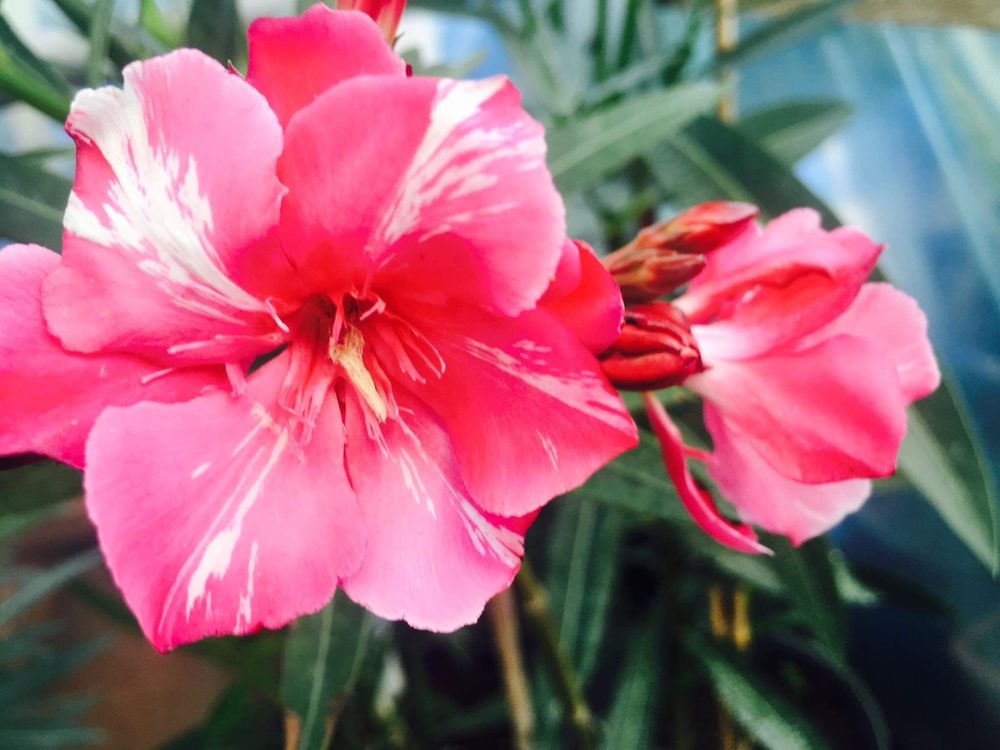 Oleander wiśniowy pełny pachnący kwiatach