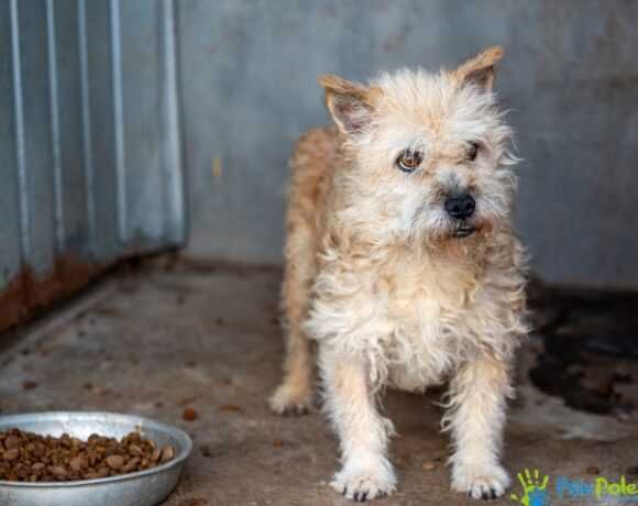 Psiak BERBERYS szuka domku!