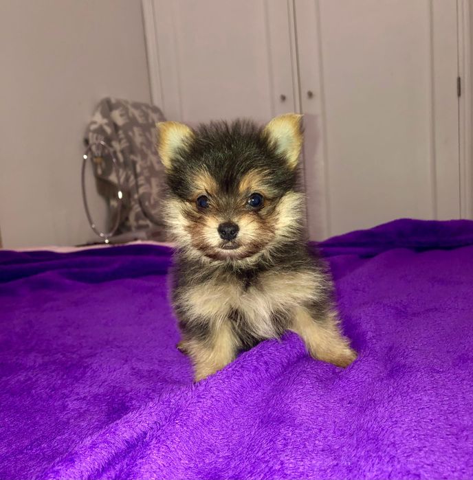 Cachorrinho Macho Mini