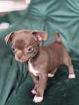 Maleńka czekoladowa chihuahua