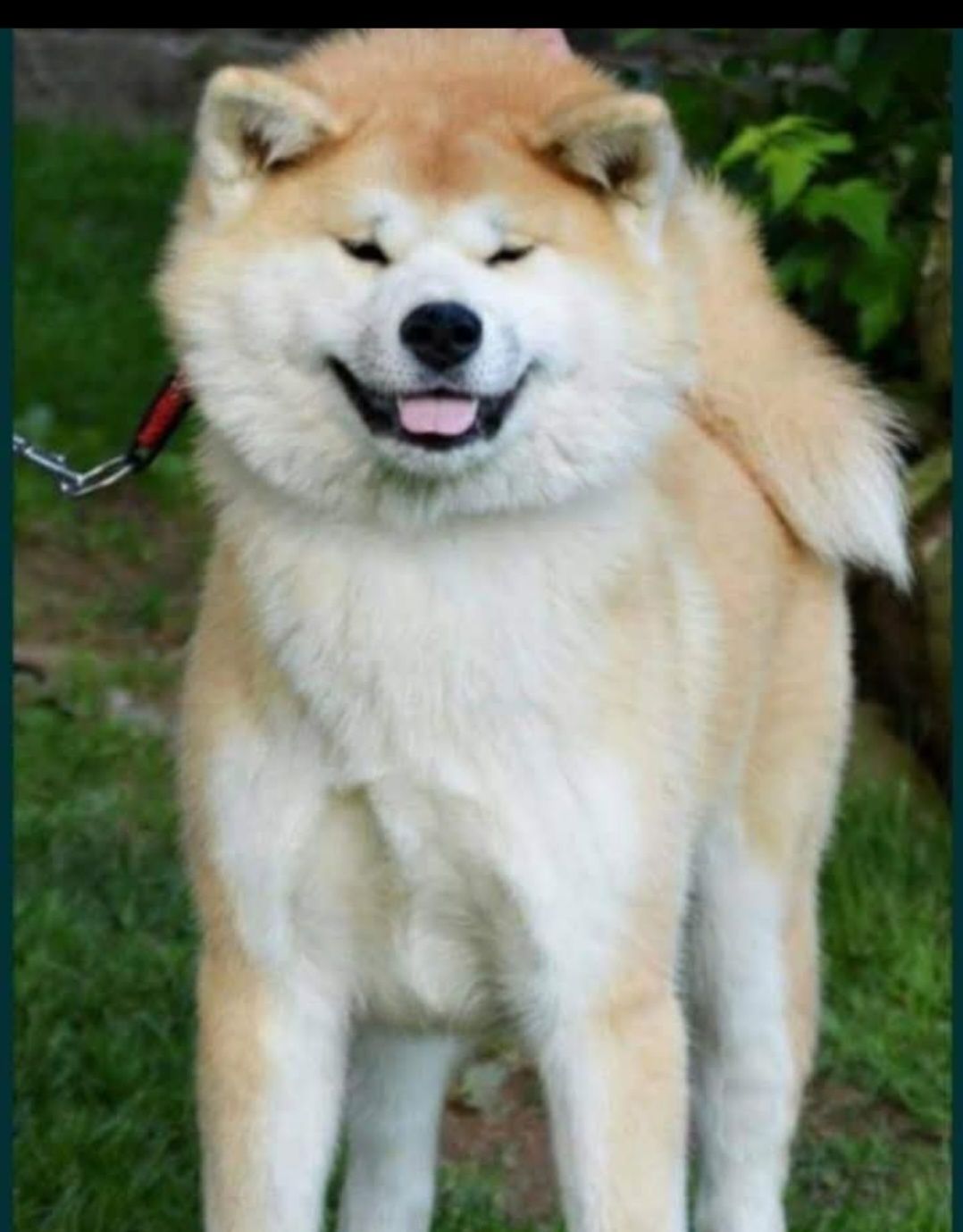 Akita Inu piesek ZkwP FCI