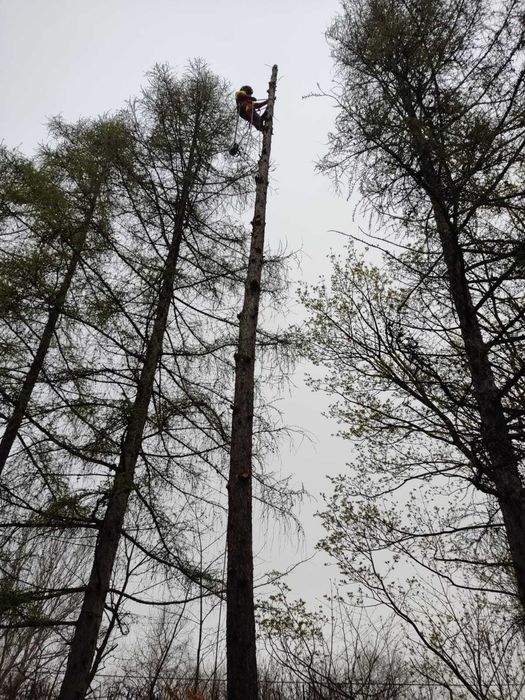 Wycinka drzew, alpinistyczna wycinka drzew, pięlegnacja drzew.