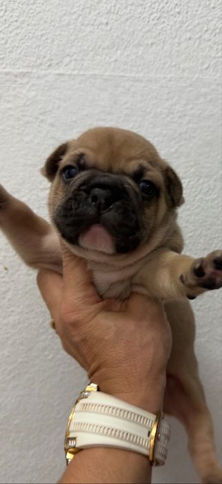 Lindo menino buldogue  frances