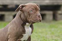 American Bully Pocked suczka ABKC