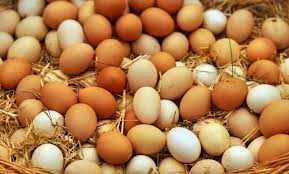 Ovos de Galinhas criadas no campo