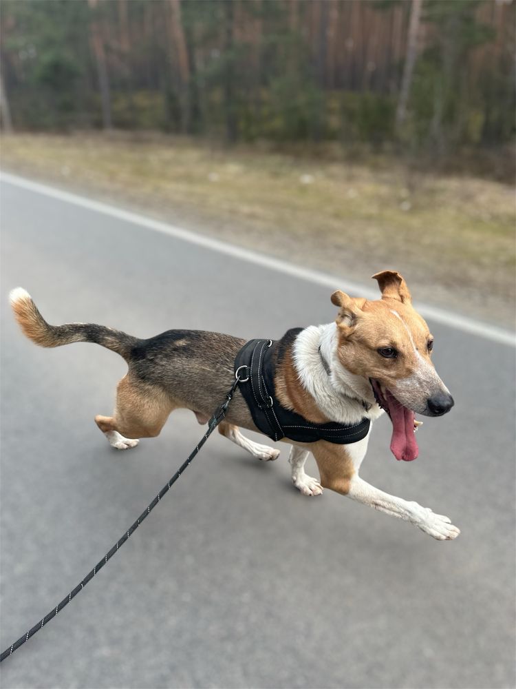 Pongo szuka domu!