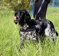 Lejdi szuka domu mix springer spaniel 1,5 roku