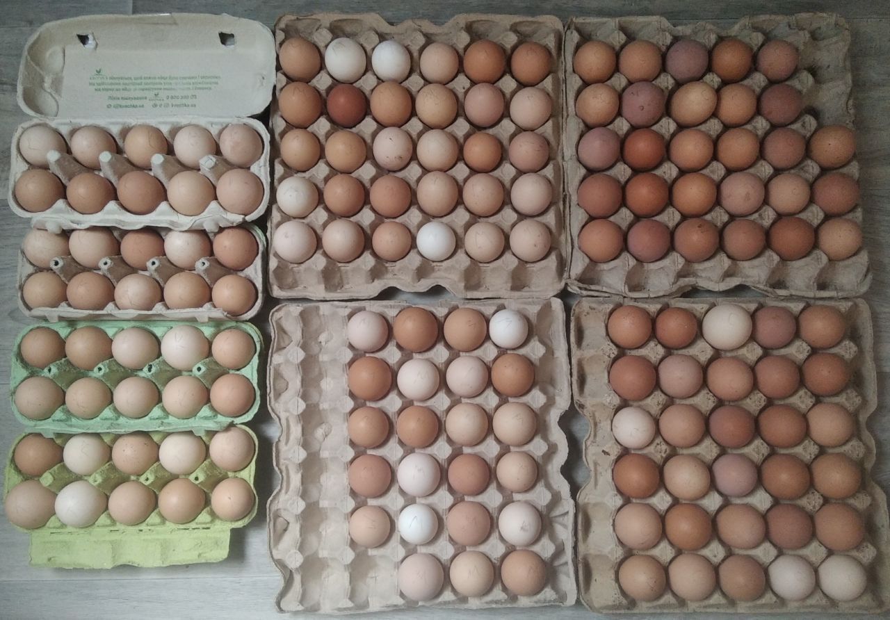 Продам яйца на инкубацию