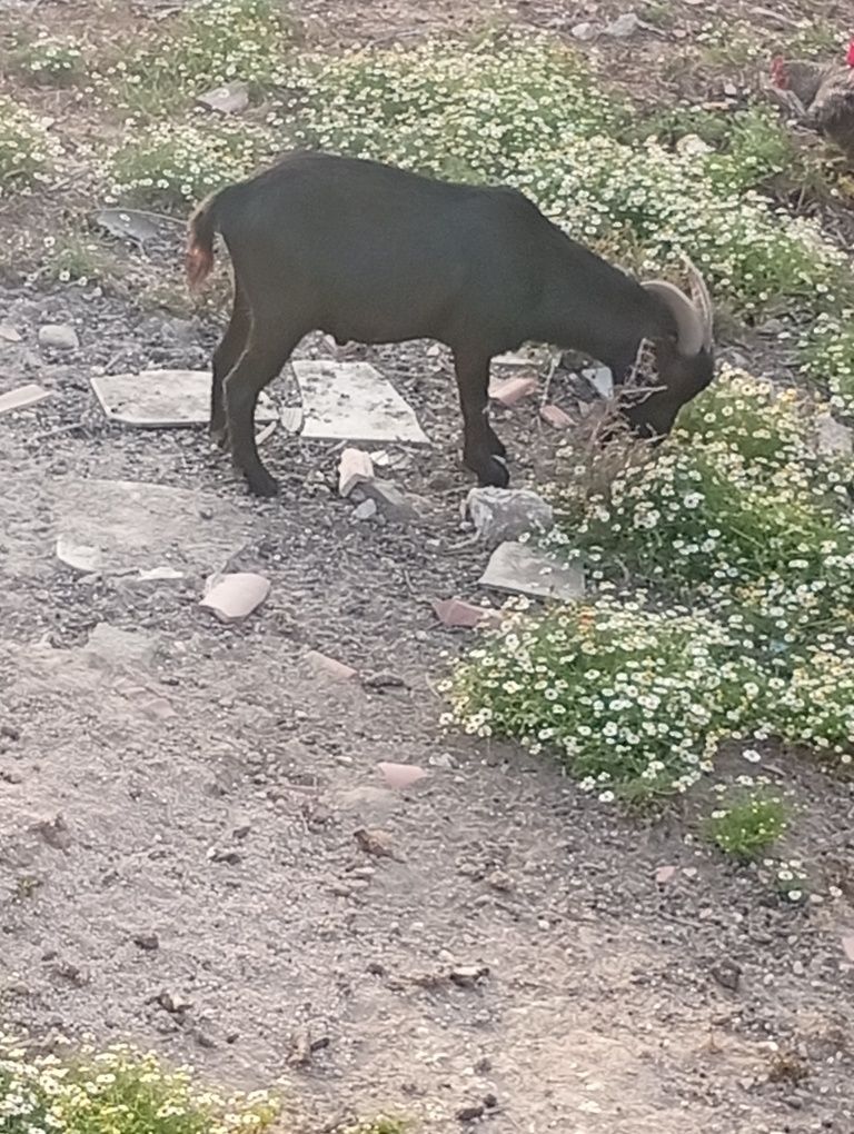 Chibo anão raça Montez