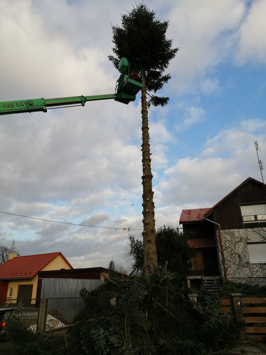 Wycinka/przycinka drzew.ZrebkowanieGalezi.CzyszczenieDziałek.Syc+100km