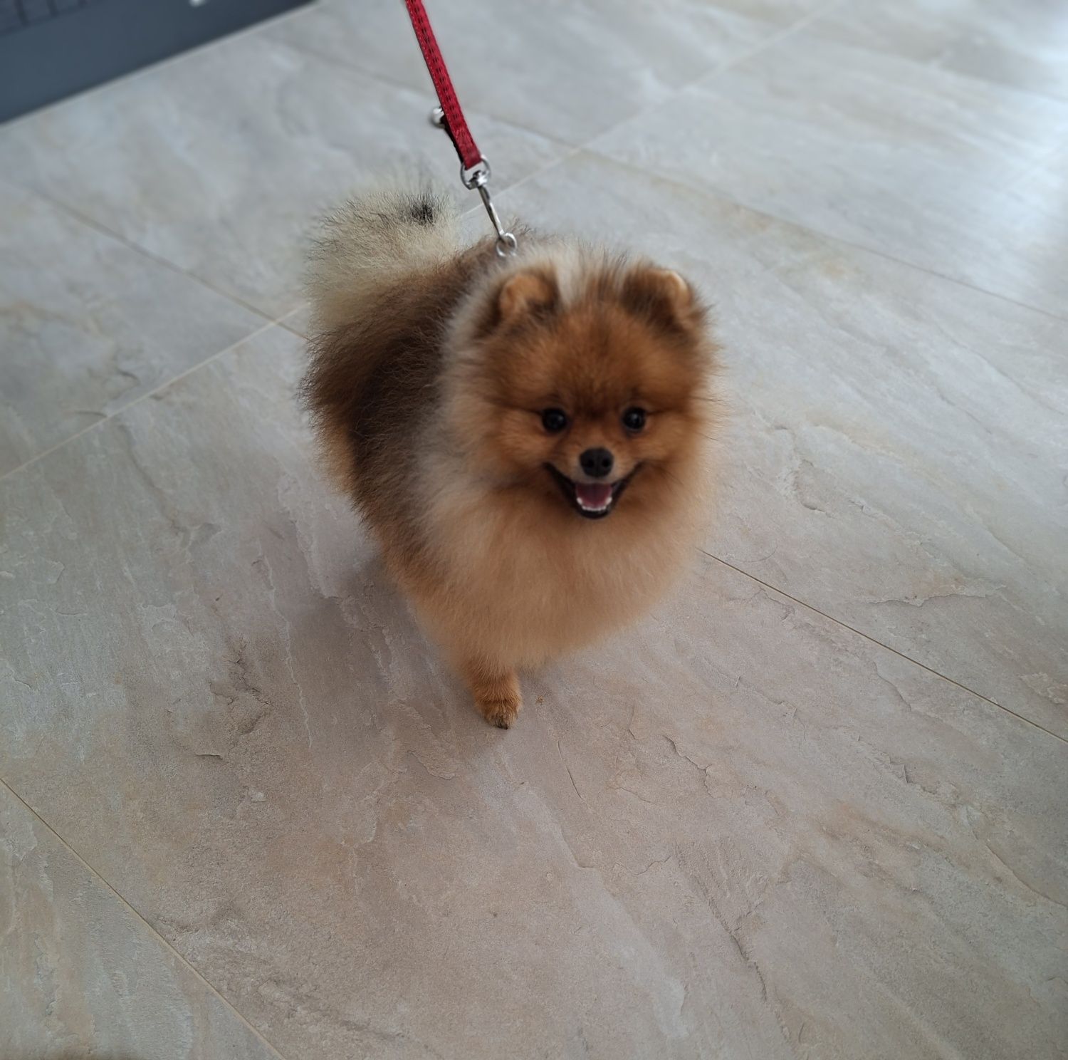 Piesek pomeranian 9 mies