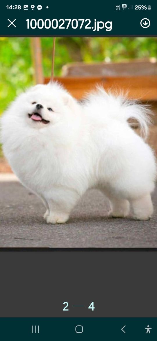 Pomeranian bialy mis boo przepiekny  FCI