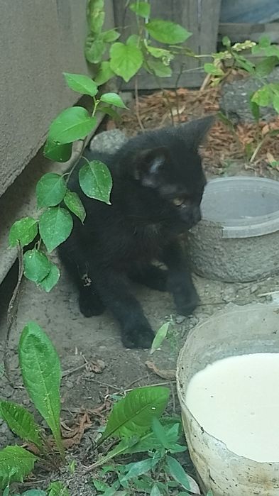 Віддам в добрі руки кошенят