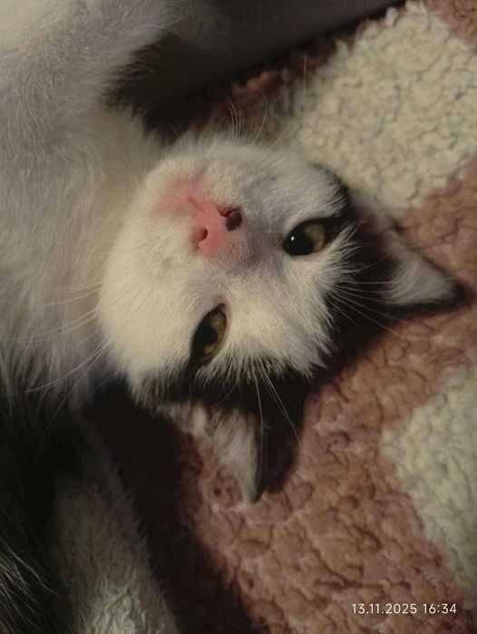 Jestem Jaś, mam 10 tygodni