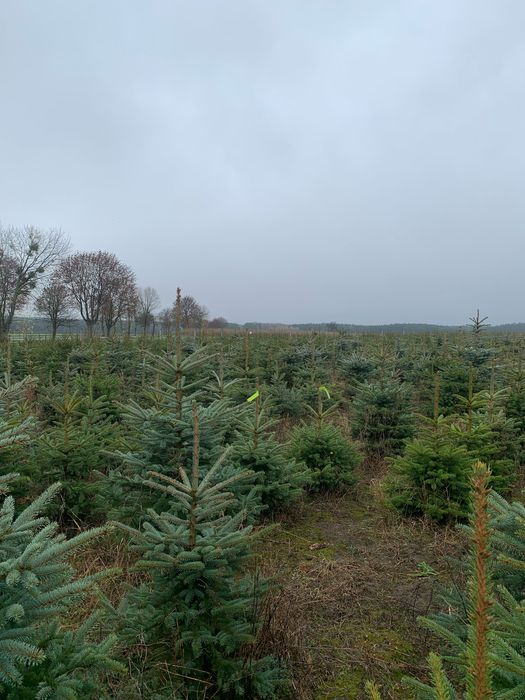 Świerk, choinka świąteczna , cięte , doniczka, producent ,