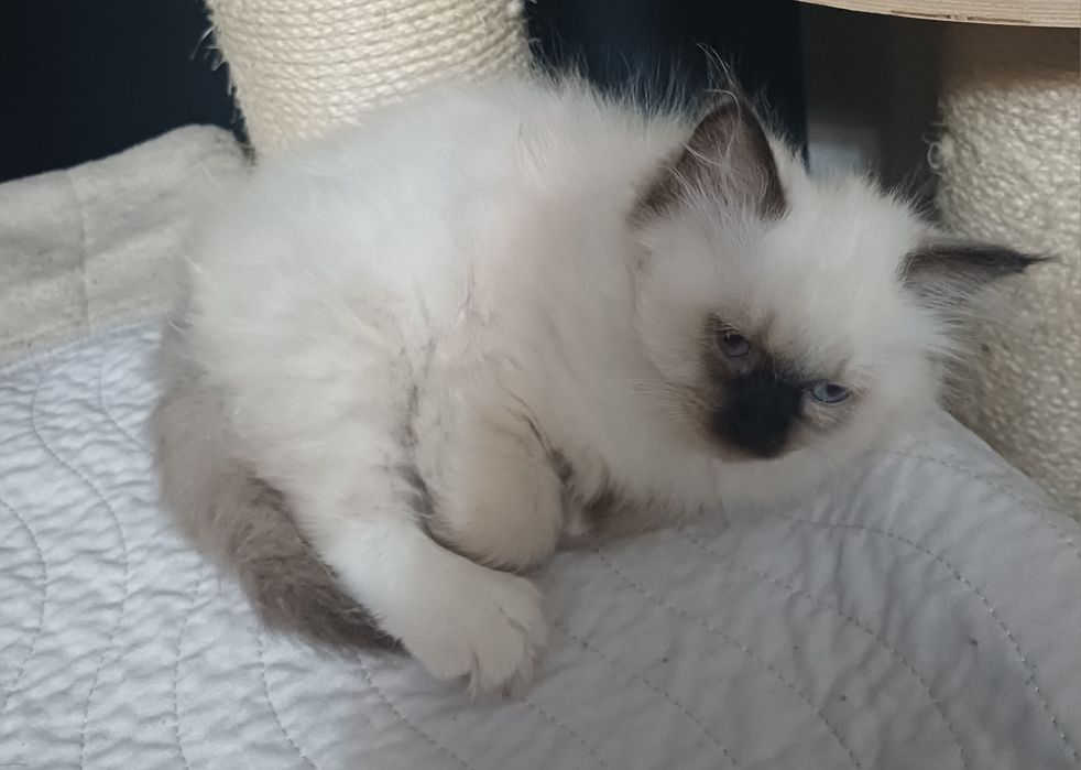 Kotek ragdoll piękny gotowy do zmiany domku