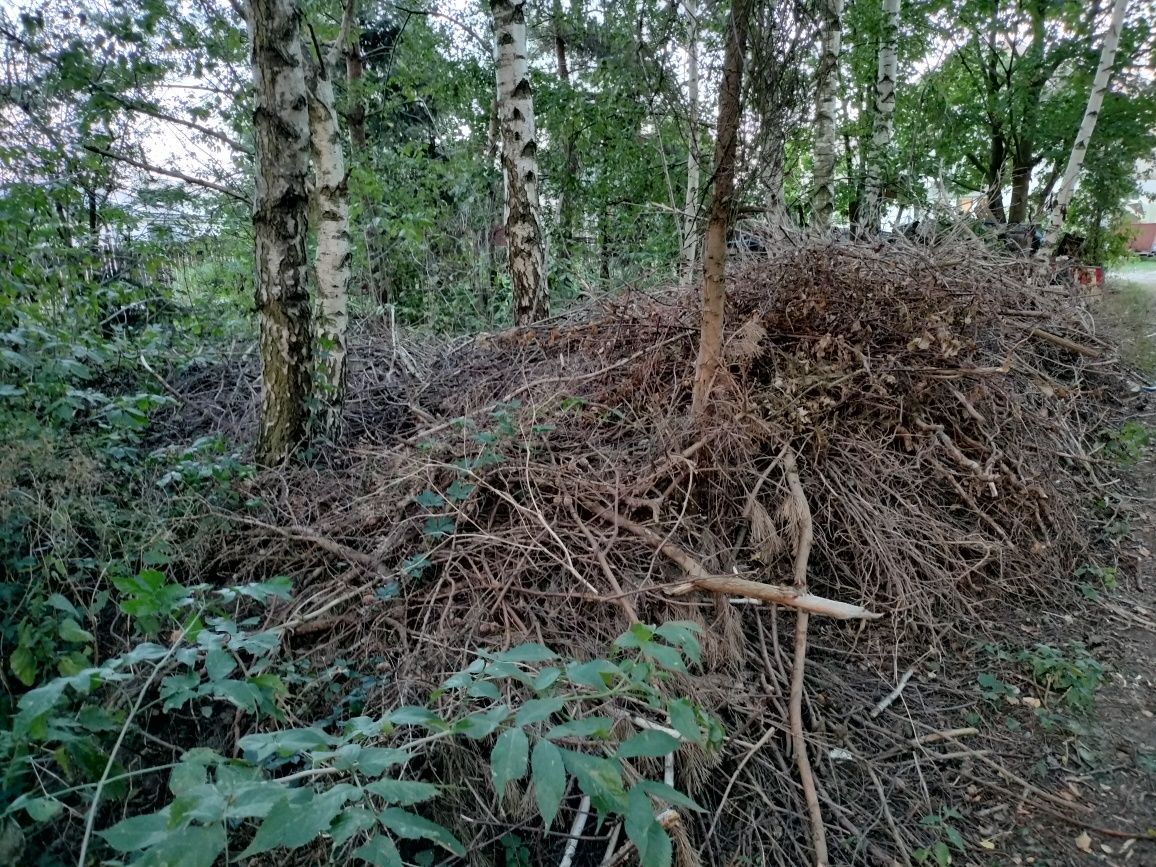 Oddam gałęzie za darmo