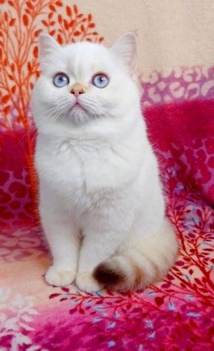 Скоттиш Страйт шотландочка красавица шиншиллка