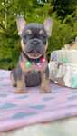 Buldog Francuski dziewczynka Blue tan