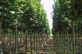 Klon Jawor 250 cm obwód pnia 10-12 cm Cena 250 zł