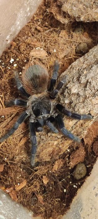 Lasiocyano sazimai,Caribena versicolor samice